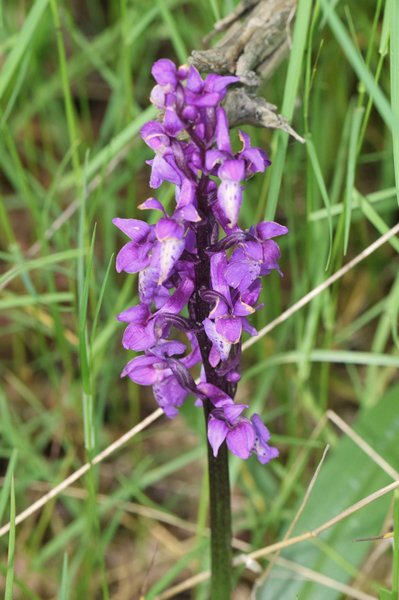 Mannetjesorchis op Öland, Zweden